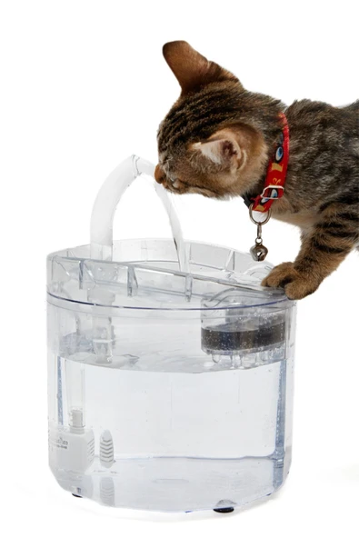 moniev Kedi Köpek Su Kabı Sessiz Şeffaf Otomatik Su Pınarı Su Çeşmesi - 2