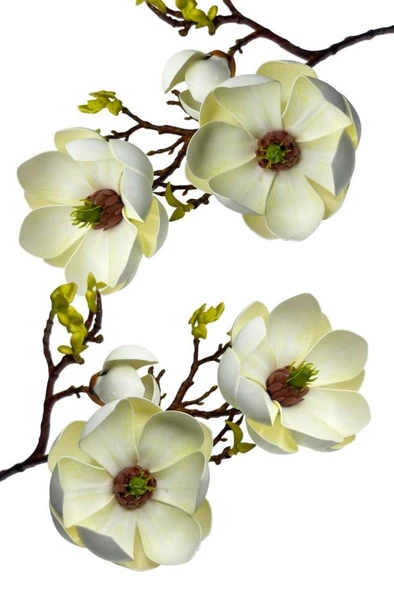 Nettenevime Yapay Çiçek Krem Eva Manolya 2 Çiçek 1 Tomurcuk Uzun Dal Çiçek Flowers 55cm Gerçeksi Doku - Resim 4