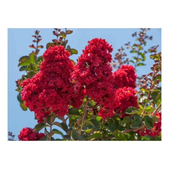 Koyu Kırmızı Oya Çiçeği Fidanı 40-60 cm