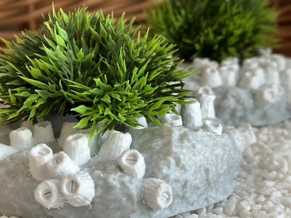 Mini Barnacle Kasesi (Plastik Aparattır!!!) - 2
