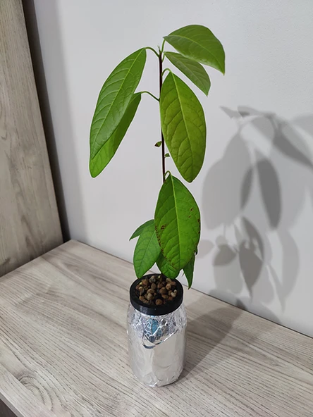 Byr Cam kavanozda hidroponik için pot (Sadece Plastik Aparattır!!!) 3D - 2
