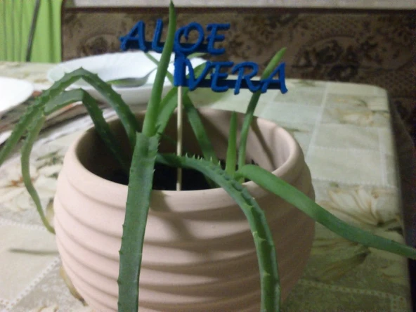 Aloe vera (Plastik Aparattır!!!)
