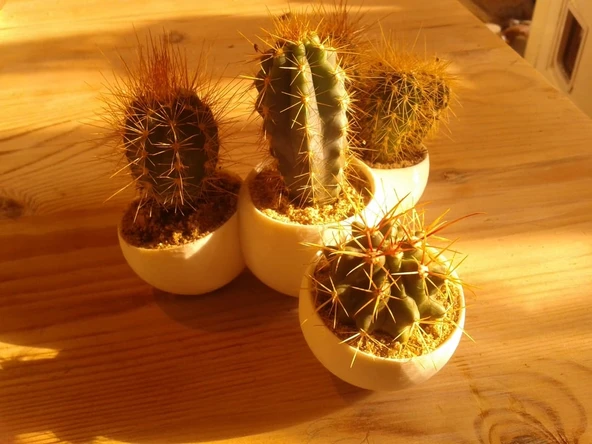 Mini Kaktüs Çiftliği (Plastik Aparattır!!!)