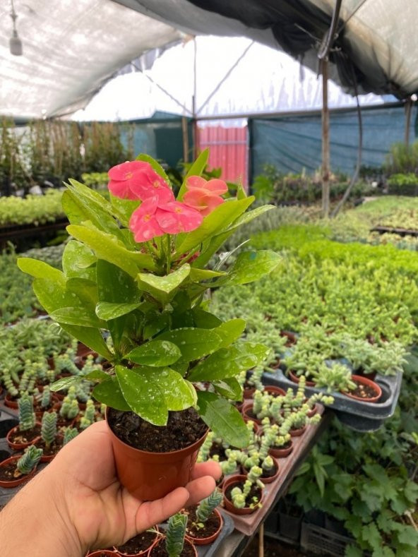 Thai Euphorbia Milii Kaktüs Dikenler Tacı (8 Lik Saksıda)