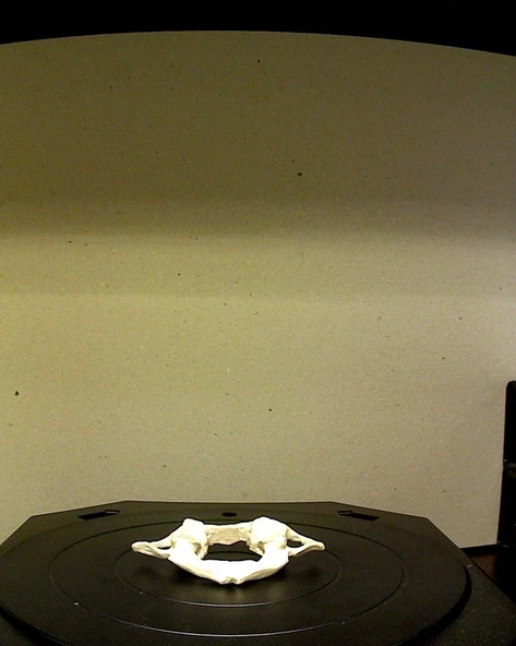 Byr Vertebra C1 Atlası (Sadece Plastik Aparattır!!!) 3D ürün görseli