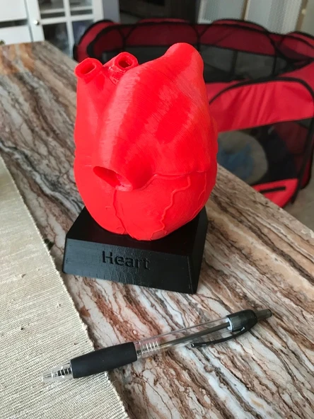 Kalp Medikal Model Standı T2192475