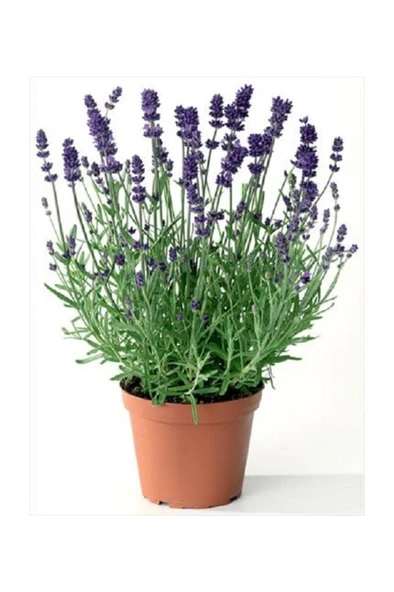 Lavanta Çiçeği Kokulu Aromatik Bahar Bitkisi Balkon Bitkisi