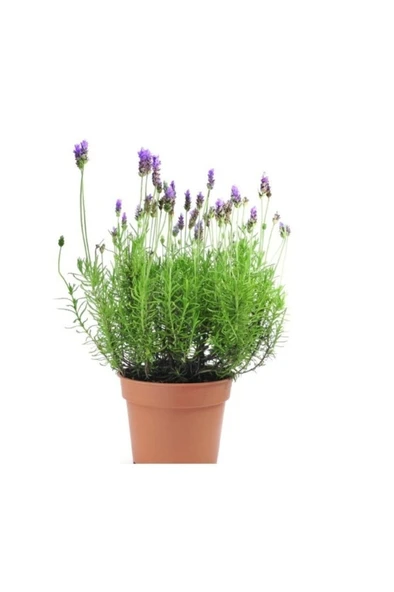 Lavanta Çiçeği Kokulu Aromatik Bahar Bitkisi Balkon Bitkisi - 3