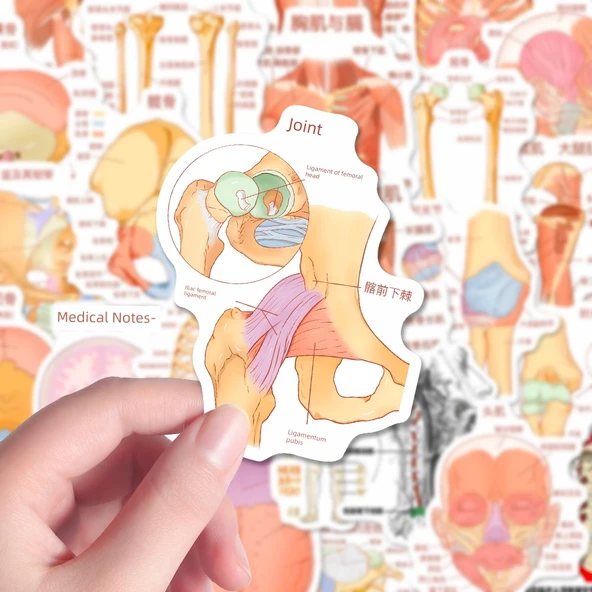 Anatomi Bilgi Çıkartmaları - Rastgele Çıkartma [1] - Resim 11