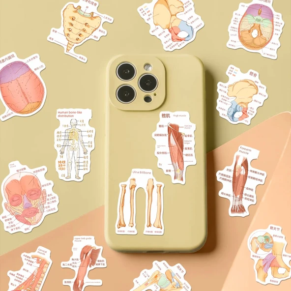 Anatomi Bilgi Çıkartmaları - Rastgele Çıkartma [1] - Resim 4