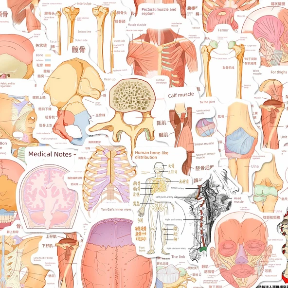 Anatomi Bilgi Çıkartmaları - Rastgele Çıkartma [1] - Resim 12