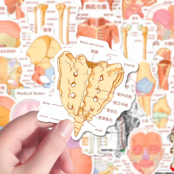 Anatomi Bilgi Çıkartmaları - Rastgele Çıkartma [1] - Resim 8