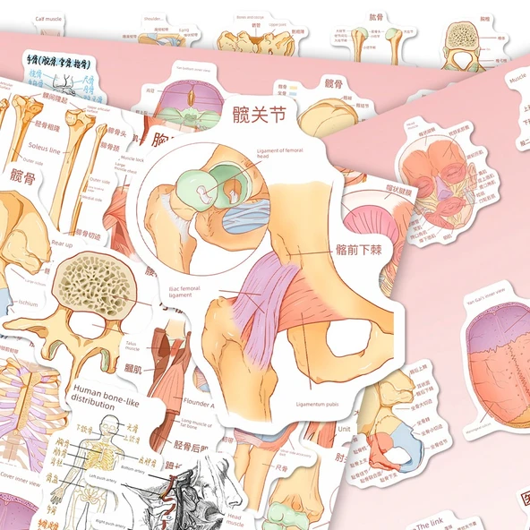 Anatomi Bilgi Çıkartmaları - Rastgele Çıkartma [1] - Resim 10