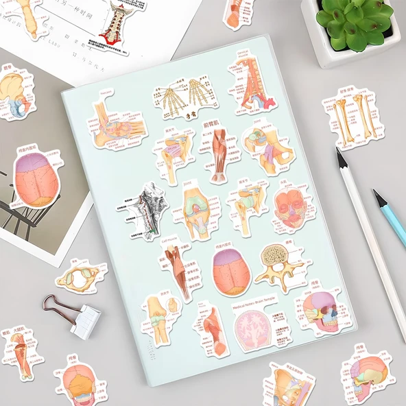 Anatomi Bilgi Çıkartmaları - Rastgele Çıkartma [1] - Resim 3