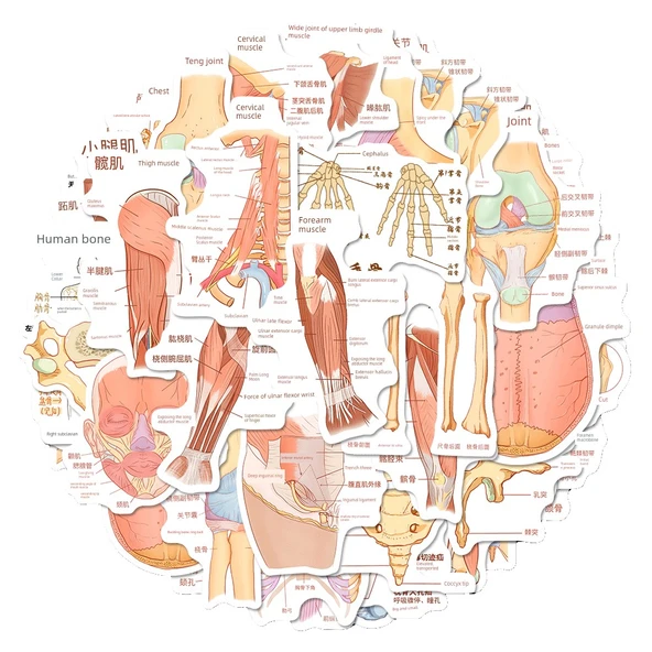 Anatomi Bilgi Çıkartmaları - Rastgele Çıkartma [1] - Resim 6