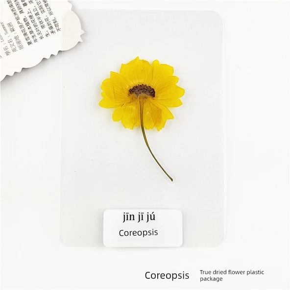 Kurutulmuş Çiçek Ayraç - Coreopsis