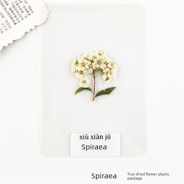 Kurutulmuş Çiçek Ayraç - Spiraea