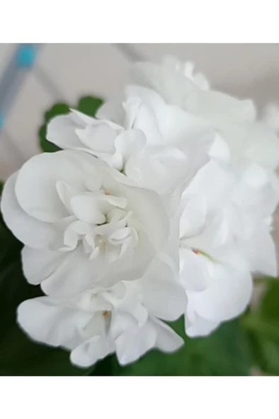 Top Sardunya Fidesi 10-20 cm - Resim 3