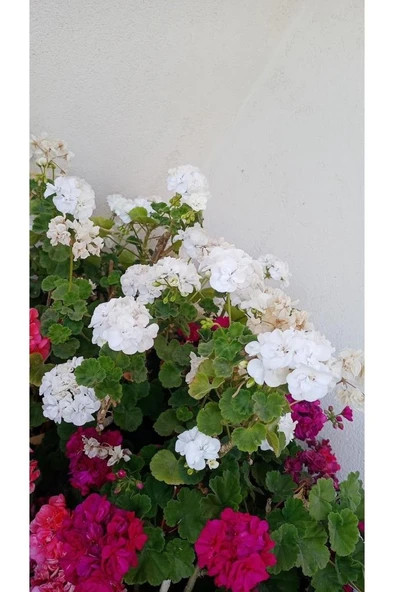 Top Sardunya Fidesi 10-20 cm - Resim 2