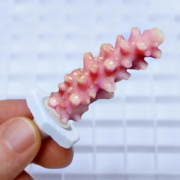 Seachem Coral Plugs 12 Adet - 3