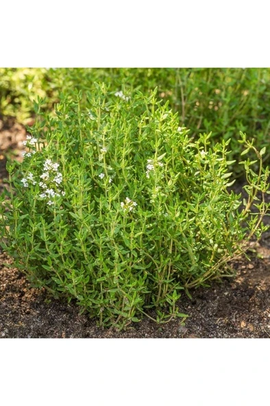 Kekik Fidanı, Saksıda, 10-15 Cm, 1 Adet
