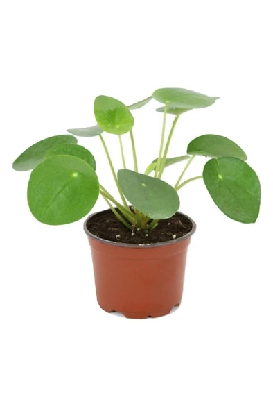 Pilea Peperomioides - Çin Para Ağacı - Ev Ofis Salon Iç Mekan Bitkisi