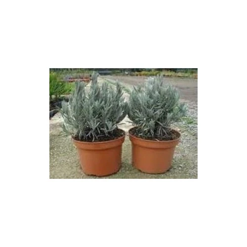 DarkViolet Moru Lavanta Fidanı 3 Adet 30-40 cm (Lavandula Intermedia) - Resim 2