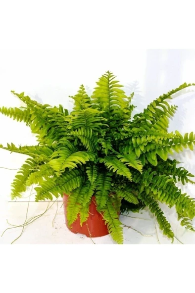 Fujer Aşk Merdiveni Nephrolepsis Exaltata 10-20 cm