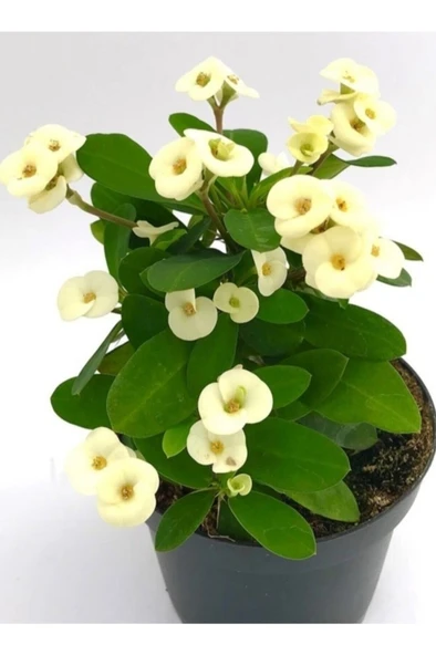 Dikenler Tacı Fidanı Beyaz 10-20 cm ürün görseli