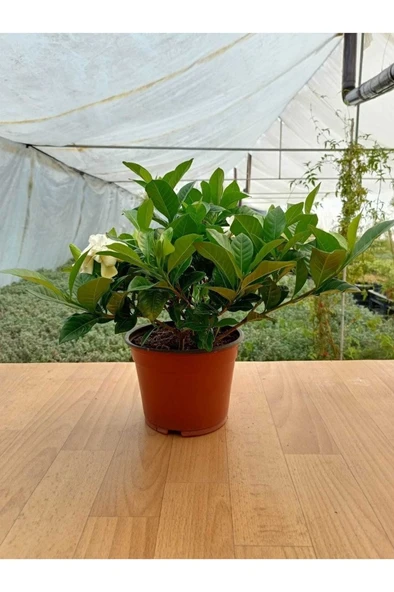 Gardenya Çiçeği Kokulu Ve Formlu Gardenia Jasminoides 10-20 cm - Resim 2