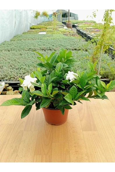 Gardenya Çiçeği Kokulu Ve Formlu Gardenia Jasminoides 10-20 cm ürün görseli