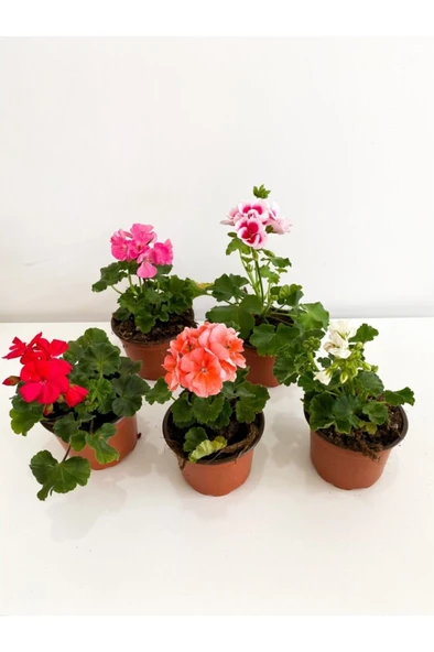 Sardunya Fidanı Kırmızı Saksılı- Sakız Sardunya 10-20 cm - Resim 2