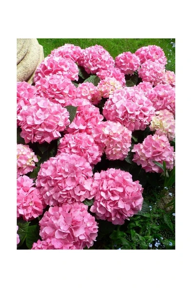 Hydrangea Mocnophylla, Pembe Ortanca Fidanı, 10-30 cm, Saksıda