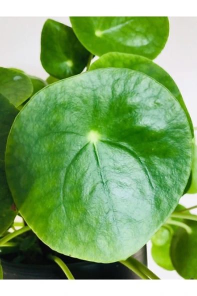 Pilea Peperomioides - Çin Para Ağacı - Ev Ofis Salon Iç Mekan Bitkisi - 2