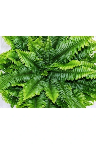 Fujer Aşk Merdiveni Nephrolepsis Exaltata 10-20 cm - Resim 4