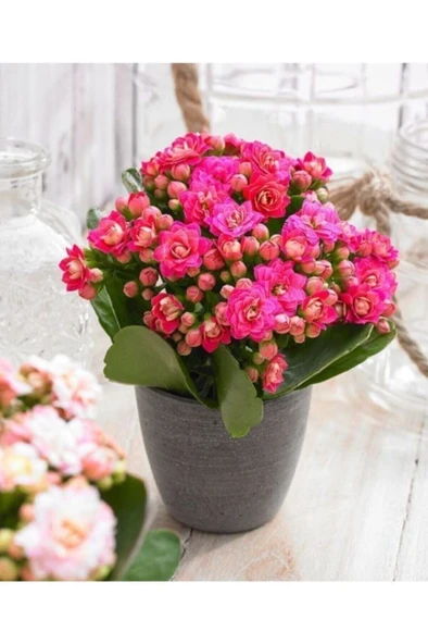 Açık Pembe Canlı Kalanchoe Çiçeği Saksılı 10-20 cm ürün görseli