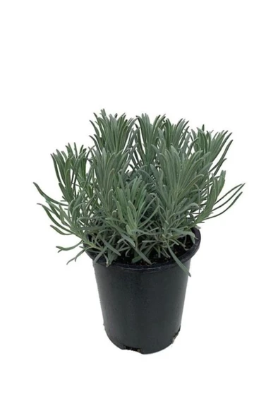 Saksılı Lavanta Fidanı 1 Adet 30-40 Cm (lavandula Intermedia)