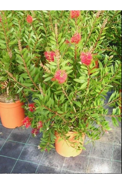 Fırça Çalısı Çiçeği Kırmızı Saksılı 30-60 cm