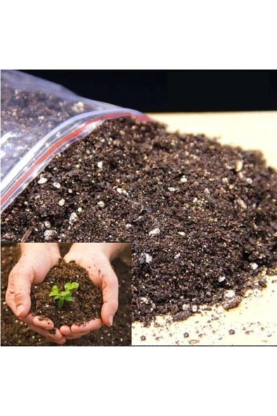 Japon Iğnesi Dikenler Tacı Euphorbia Milii Toprağı 3 kğ