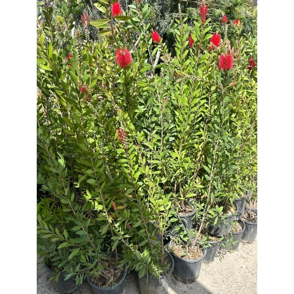 Fırça Çalısı Çiçeği Callistemon Laevis 30-60 cm - Resim 2