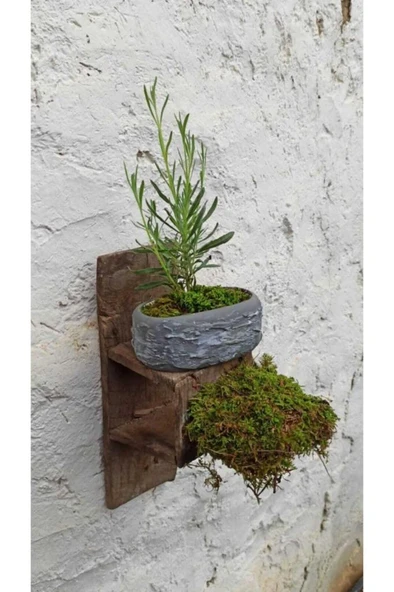 Saksıda Lavanta Fidesi Fidanı 10-20 cm - Resim 2