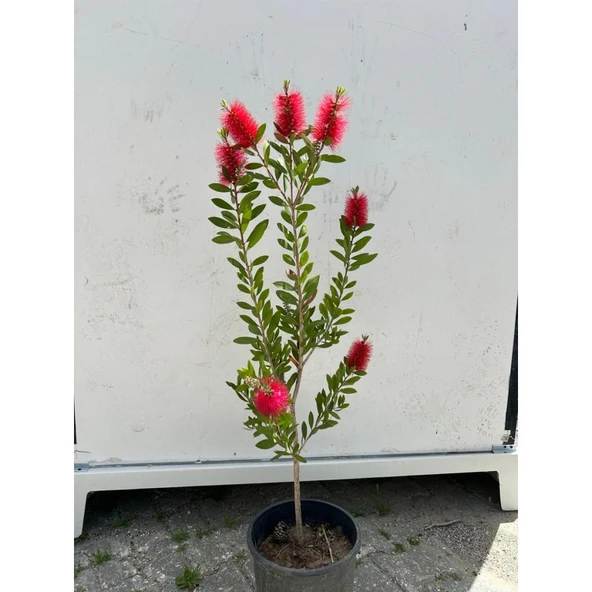 Fırça Çalısı Çiçeği Callistemon Laevis 30-60 cm - Resim 4