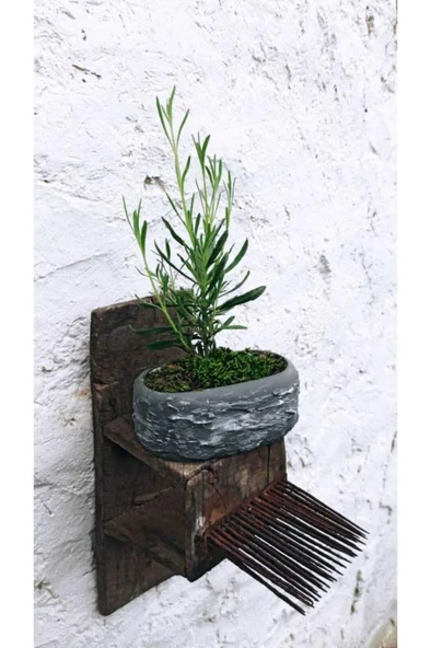 Saksıda Lavanta Fidesi Fidanı 10-20 cm - Resim 3