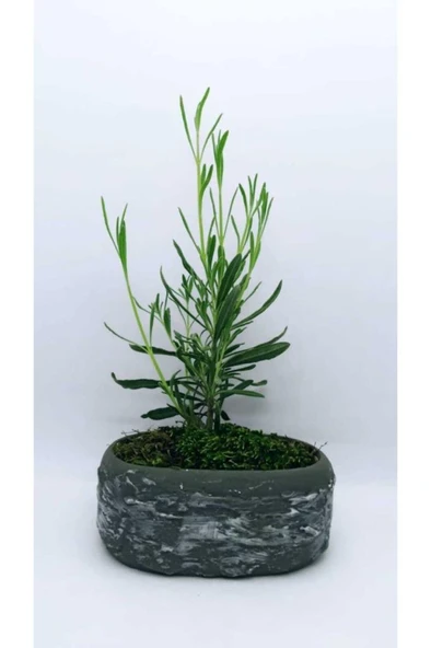 Saksıda Lavanta Fidesi Fidanı 10-20 cm ürün görseli