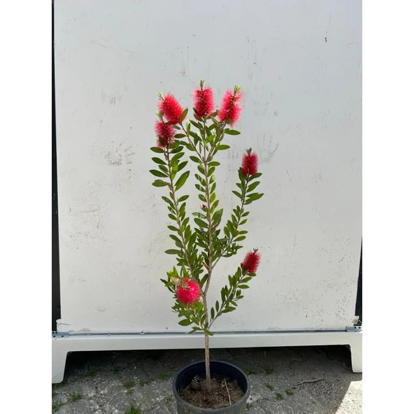 Fırça Çalısı Çiçeği Callistemon Laevis 30-60 cm - Resim 3
