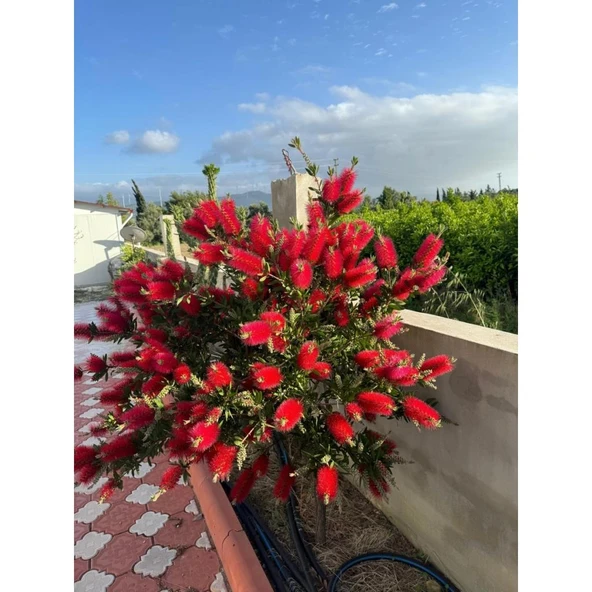 Fırça Çalısı Çiçeği Callistemon Laevis 30-60 cm ürün görseli