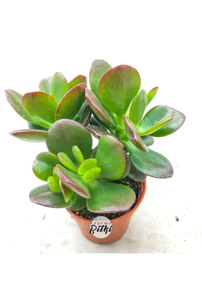 Crassula Ovata Minor Para Çiçeği Fidanı 10-20 cm