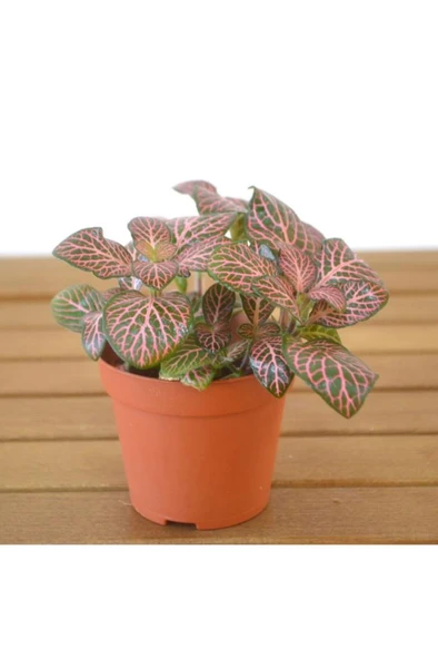 Fittonia Çiçeği Fidanı Yeşil Pembe 10-20 cm