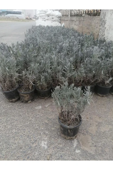 Lavanta Çiçeği Fidanı 10-20 cm - Resim 3