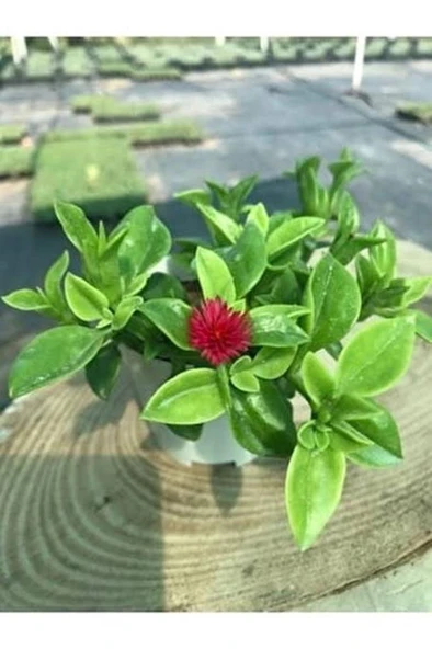 Buz Çiçeği - Pilea Bitkisi - Şeker Begonya Kırmızı 3 Çiçek